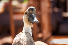 Very Sad Looking Chinese Goose
