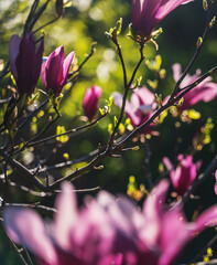 Wall Mural - Beautiful blooming camellia magnolia tree with pink flowers in sunlight. spring summer nature background