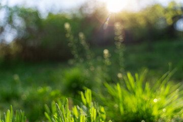 Wall Mural - Abstract blurry summer spring background. Green grass and trees in the forest in the sun, soft focus image