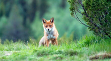 Wildlife Portrait Of Red Fox Vulpes Vulpes Outdoors In Nature. Predator And Wilderness Concept.