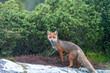 Wildlife portrait of red fox vulpes vulpes outdoors in nature. Predator and wilderness concept.