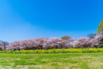 Sticker - field of flowers