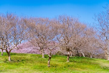 Wall Mural - apple tree in bloom