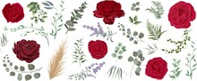 Vector Grass And Flower Set. Eucalyptus, Different Plants And Leaves, Lavender, Red Roses, Ranunculus, Dry Wood, Mimosa. 