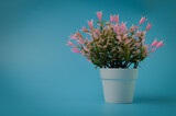 Fototapeta Lawenda - White cup with pink flower inside isolated on a blue background