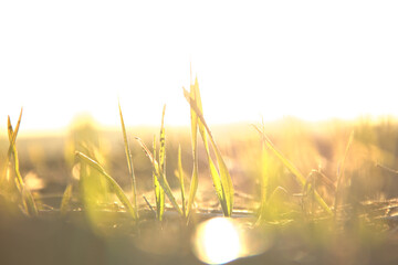 Wall Mural - Green sprouts in the ground. On a blurred background.