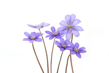First Spring Flowers,  Anemone Hepatica Isolated On White Background. Blooming Blue Violet Wild Forest Flowers Liverwort.