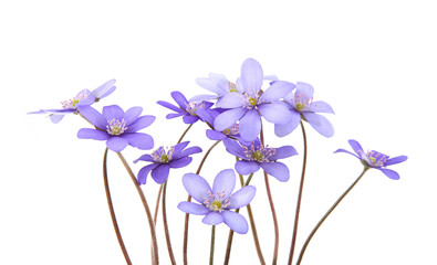 First spring flowers,  Anemone hepatica isolated on white background. Blooming blue violet wild forest flowers liverwort.