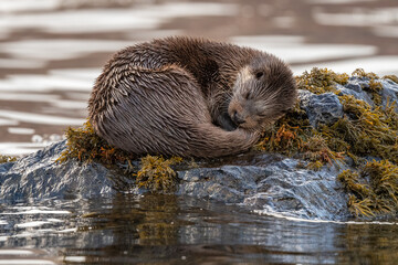 An Eurasian otter (Lutra lutra) photographed on a rock surrounded by water on the Isle of Mull, Scotland