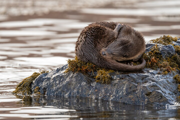 Wall Mural - An Eurasian otter (Lutra lutra) photographed on a rock surrounded by water on the Isle of Mull, Scotland