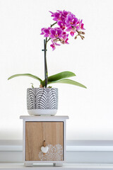 Wall Mural - small orchid on windowsill - home decoration with live potted flowering plants.