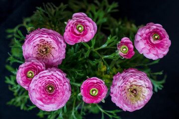 Wall Mural - Close up of Ranunculus flower.
Pink ranunculus flowers set. Fresh Bright ranunculus with buds. Soft focus