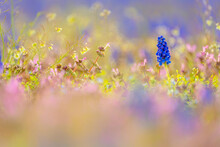 Bell-shaped Blue Grape Wildflowers, With A White Fringe, Muscari Armeniacum (purple)surrounded By Variety Of  Spring Flower Clusters(pink, Yellowy, White) In A Meadow. Blooming Wildflowers Field.