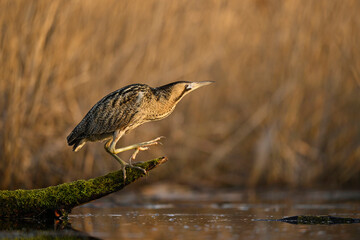 Canvas Print - Great bittern bird ( Botaurus stellaris ) close up