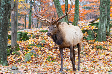 Wall Mural - Bull Elk with large antlers standing in the forest in autumn in Canada