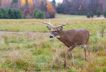 Poster - White-tailed deer buck walking in a autumn meadow in Canada