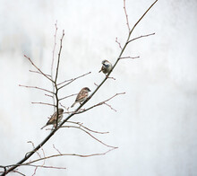 Three Little Birds Perched On A Branch