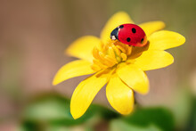 Camomile And Yellow Wild Flowers With Ladybug
