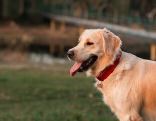 Wall Mural - Closeup portrait of white retriever dog outdoors