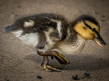 Baby Duck And Ducklings