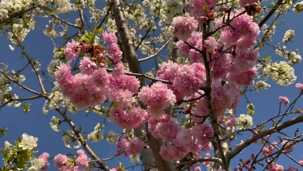 Poster - Prunus serrulata blossom spring video background