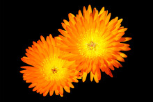 Two Orange Flowers On Black Background