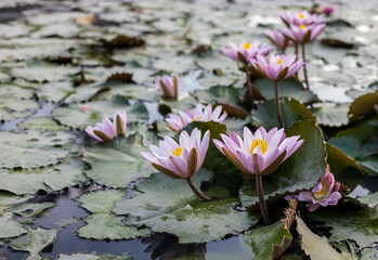 Wall Mural - A view of lotuses with pink petals and yellow stamens blooming beautifully.