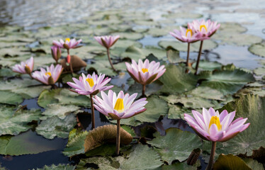 Wall Mural - A view of lotuses with pink petals and yellow stamens blooming beautifully.