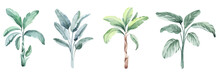 Tropical Australian Palms Watercolor Set. Set Of Individual Elements For Sublimation, Applique, Sticker, Design.