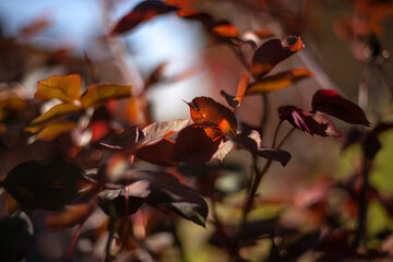 Wall Mural - Foliage selective focus