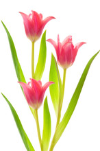 Bouquet Of Three Pink Tulips Close-up On A White Isolated Background