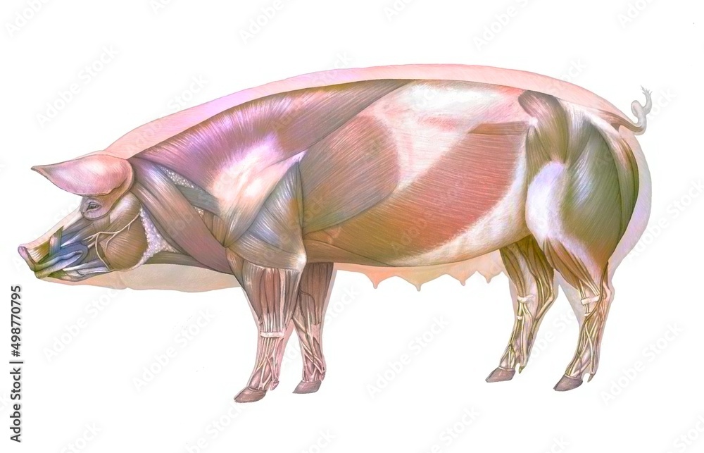 Hamstring Pig Pig anatomy with its muscular system. Stock Illustration | Adobe Stock