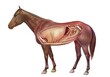 Anatomy of a horse showing the lungs digestive system.
