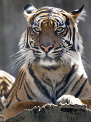 Wall Mural - Portrait of a young female Sumatran Tiger, Panthera tigris sumatrae.