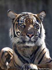 Wall Mural - Portrait of a young female Sumatran Tiger, Panthera tigris sumatrae.
