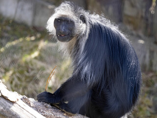 Wall Mural - King Colobus, Colobus polykomos, sits on a trunk and observes the surroundings