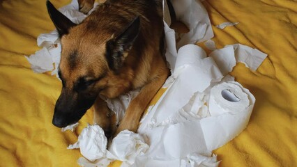 Wall Mural - Pet alone at home concept slow motion. German Shepherd made mess on bed and tore several rolls of toilet paper. Dog is lying on yellow blanket and gnawing on white napkins from excitement or play.