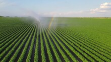 Aerial View Drone Shot Of Irrigation System Rain Gun Sprinkler On Agricultural Soybean Field Helps To Grow Plants In The Dry Season. Landscape Rural Scene Beautiful Sunny Day And Rainbow