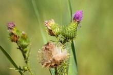 Closeup Of Bull Thistle Buds Flower And Seeds With Green Blurred Background