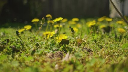 Wall Mural - Close up shot of Flowers dandelion spring bokeh