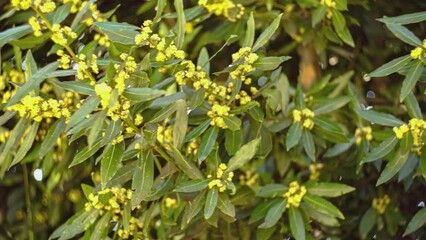 Wall Mural - Flowered laurel detail