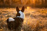 Fototapeta Zwierzęta - Psy rasy corgi w porannym słońcu na łące