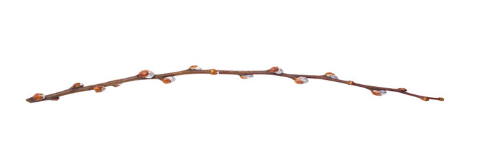 willow branch isolate on a white background, clipping path, no shadows. willow cats isolate. pussy-w