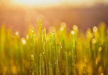 Dew On The Grass
