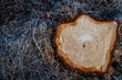 A stump after a felled tree