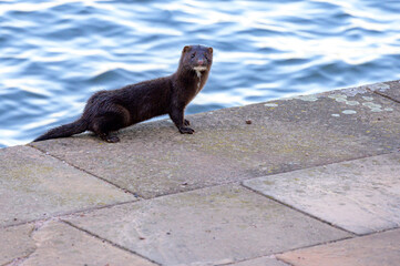 Mink looking at photographer