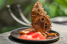 Tamarindo, Costa Rica, Butterfly