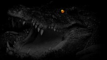 Big Crocodile Opens Mouth In The Darkness With Glowing Eyes
