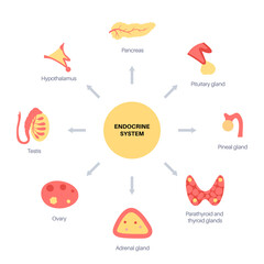 Canvas Print - Human endocrine system