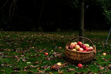 Apple Harvest. Apples In A Basket In An Orchard.